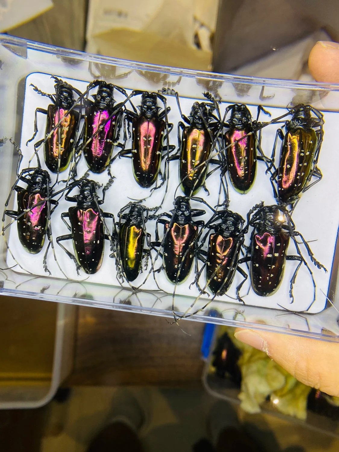 Home Decor Vietnam - Вьетнам Dicronorhina Debyana Золотая черепаха Научные