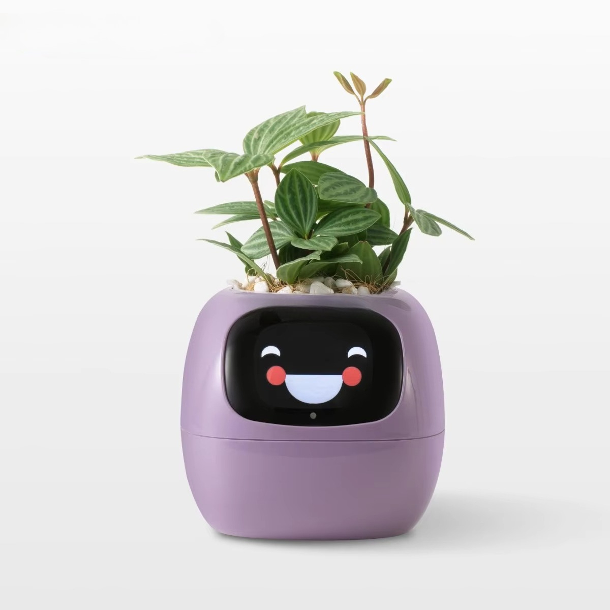 YY Wifi Ai Умный горшок для ра – обзор и цена Home Decor Ai Free